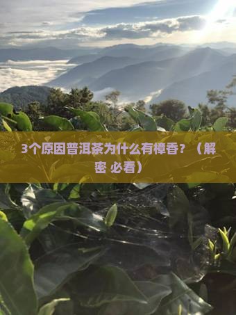 普洱茶为什么有樟香