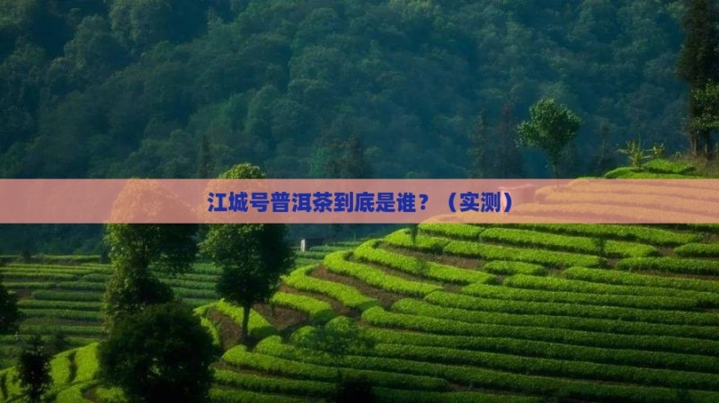 江城号普洱茶创始人