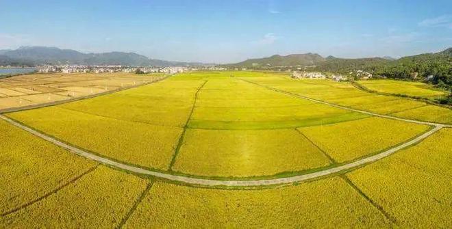 种地不用人，机器全搞定！东源县柳城镇开启智能农业新时代